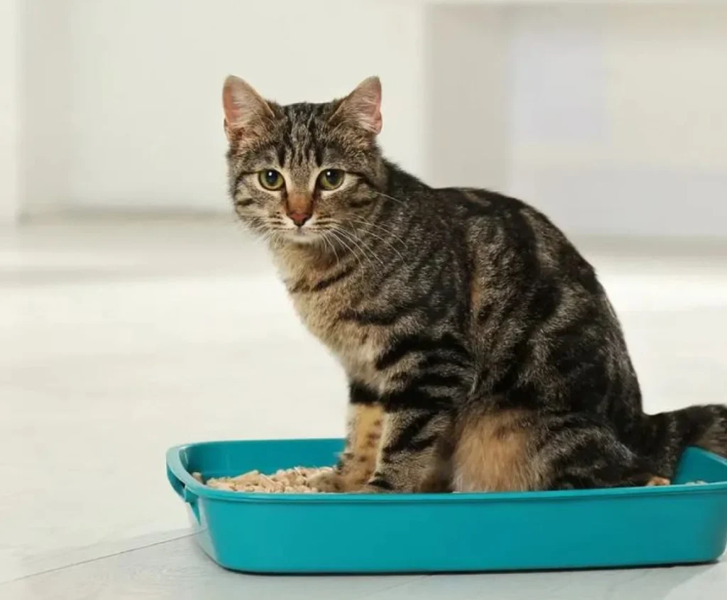 Mahendra Abadi Nusantara